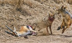 Обыкновенный Шакал (Canis Aureus) и Шакал (Canis mesomelas) атакуют и убивают газель Томсонов (Gazella thomsoni) за еду; Танзания — стоковое фото