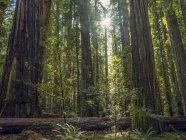 Vista panorâmica das famosas florestas de Redwood do norte da Califórnia, Califórnia, Estados Unidos da América — Fotografia de Stock
