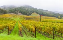 Nevoeiro sobre uma vinha em Napa Valley; Califórnia, Estados Unidos da América — Fotografia de Stock