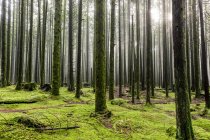 La luce del sole splende attraverso l'aria nebbiosa in una foresta pluviale; British Columbia, Canada — Foto stock