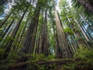 Живописный вид на знаменитые редвудские леса Северной Калифорнии, Калифорния, Соединенные Штаты Америки — стоковое фото