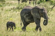 Vista panorámica de la hermosa elefante gris en la naturaleza salvaje - foto de stock