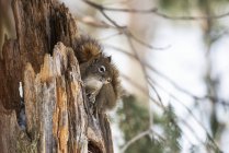 American Red Squirrel (Tamiasciurus hudsonicus), що визирає з зубчастих штабелів; Silver Gate, Монтана, США — стокове фото