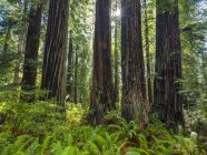 Scenic view of famous Redwood forests of Northern California, California, United States of America — Stock Photo