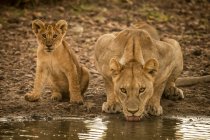 Vista panorámica de majestuosos leones en la naturaleza salvaje agua potable - foto de stock