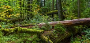Пышная листва и упавшие деревья в старом растущем лесу Кафедральной рощи, Макмиллан Провинциальный парк, остров Ванкувер; Британская Колумбия, Канада — стоковое фото