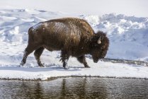 American Bison bull on snow in Lamar Valley, Yellowstone National Park; Wyoming, United States of America — Stock Photo