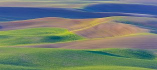 Rolling hills of farmland, Palouse, Eastern Washington; Washington, United States of America — стокове фото