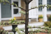 Close-up de uma árvore na frente de uma casa . — Fotografia de Stock