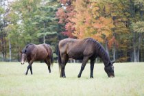 Dois belos cavalos castanhos no campo — Fotografia de Stock