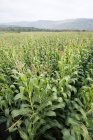Вид на зелене кукурудзяне поле в сільській місцевості — стокове фото
