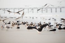 Schwärme von Seeschwalben am Strand mit einer Brücke im Hintergrund — Stockfoto