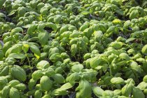 Semis d'herbes basilaires (Ocimum basilicum) en culture biologique dans des contenants en plastique à l'intérieur d'une serre ; Québec, Canada — Photo de stock