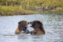 Scenic view of majestic bears at wild nature having fun in water — Stock Photo