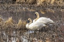 Trumpeter swans (Cygnus buccinator) in a pond across from Tern Lake on the Kenai Peninsula, having just migrated into Alaska to nest, South-central Alaska; Alaska, United States of America — Stock Photo