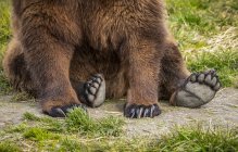 Обрезанный вид величественного медведя, сидящего на траве — стоковое фото