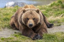Vista cênica do urso majestoso na natureza selvagem deitado na grama — Fotografia de Stock