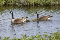 A pair of Canada geese (Branta canadensis) swimming in Potter Marsh with their goslings, South-central Alaska; Alaska, United States of America — Stock Photo