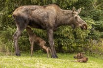 Alci che nutrono vitelli a natura del Parco Nazionale di Denali e Preserve; Alaska, Stati Uniti d'America — Foto stock