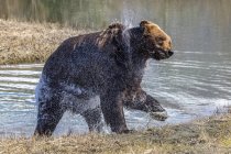 Vista cênica de urso majestoso na natureza selvagem shacking pele — Fotografia de Stock