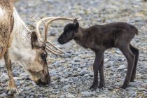 A reindeer cow with her new calf, calf staying very close to protective cow, Alaska Wildlife Conservation Center; Portage, Alaska, United States of America — Stock Photo