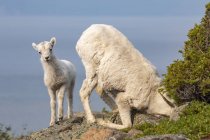 Dall sheep on rock at scenic wild nature landscape — Stock Photo
