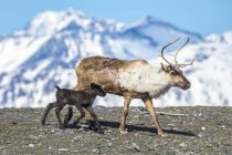 A reindeer (Rangifer tarandus) cow with her new calf, calf staying very close to protective cow, Alaska Wildlife Conservation Center; Portage, Alaska, United States of America — Stock Photo