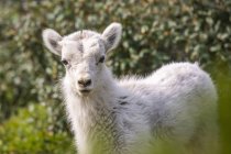Dall sheep standing at scenic wild nature landscape — Stock Photo