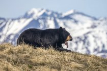 Vista panoramica di maestoso orso a natura selvaggia mostrando lingua — Foto stock