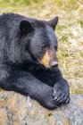 Vista panorâmica do urso majestoso na natureza selvagem relaxante na rocha — Fotografia de Stock