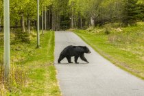 Живописный вид на величественного медведя на дороге, пересекающей природу — стоковое фото