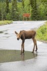 Scenic view of moose on road at nature of Denali National Park and Preserve; Alaska, United States of America — Stock Photo