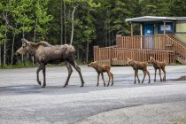 Scenic view of moose at guard house at nature of Denali National Park and Preserve; Alaska, United States of America — Stock Photo