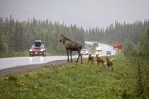 Сценічний вид на лосів, що перетинають дорогу в природі Національного парку і заповідника Деналі; Аляска, Сполучені Штати Америки. — стокове фото