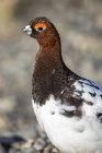 Willow Ptarmigan male turning into his summer colours from his white winter's coat, Denali National Park and Preserve; Alaska, United States of America — Stock Photo