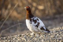 Willow Ptarmigan male (Lagopus lagopus) turning into his summer colours from his white winter coat, Denali National Park and Preserve; Alaska, United States of America — Stock Photo