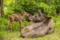 Scenic view of moose at nature of Denali National Park and Preserve; Alaska, United States of America — Stock Photo