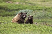 Vista panorâmica de ursos majestosos na natureza selvagem — Fotografia de Stock