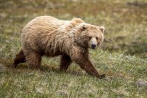 Vue panoramique de majestueux ours à la nature sauvage — Photo de stock