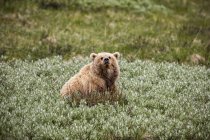 Vue panoramique de majestueux ours à la nature sauvage — Photo de stock