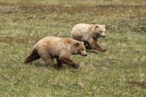 Пара незрелых детенышей гризли (Ursus arctos horribilis), бегущих вместе, чтобы догнать маму, кормящуюся впереди, Национальный парк Денали и заповедник; Аляска, Соединенные Штаты Америки — стоковое фото