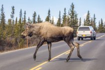 Scenic view of moose crossing road at nature of Denali National Park and Preserve; Alaska, United States of America — Stock Photo