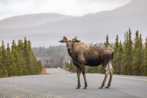 Bull Moose with antlers in velvet at road — Stock Photo