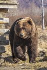 Scenic view of majestic bear at wild nature — Stock Photo