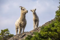 Dall moutons sur la roche à paysage naturel sauvage pittoresque — Photo de stock