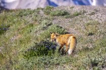 Un renard roux (Vulpes vulpes reniflant un buisson de jacinthe (Hyacinthoides) avant de poursuivre sa chasse le long de la route, parc national et réserve de Denali ; Alaska, États-Unis d'Amérique — Photo de stock
