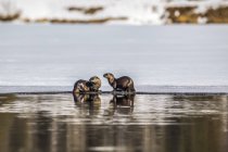Una coppia di lontre di fiume sulla penisola del Kenai in primavera quando il ghiaccio sta uscendo, Alaska centro-meridionale; Alaska, Stati Uniti d'America — Foto stock