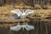 Un cisne trompetista (Cygnus buccinator) de pie con alas extendidas y reflejadas en un estanque frente al lago Tern, que acaba de migrar a Alaska para anidar, península de Kenai, centro-sur de Alaska; Alaska, Estados Unidos de América - foto de stock