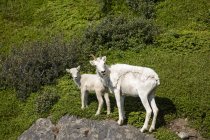 Dall ovelhas na rocha na paisagem natural selvagem cênica — Fotografia de Stock
