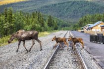 Malerischer Blick auf Elche, die die Gleise in der Natur des Denali Nationalparks und Naturschutzgebietes überqueren; alaska, vereinigte Staaten von Amerika — Stockfoto